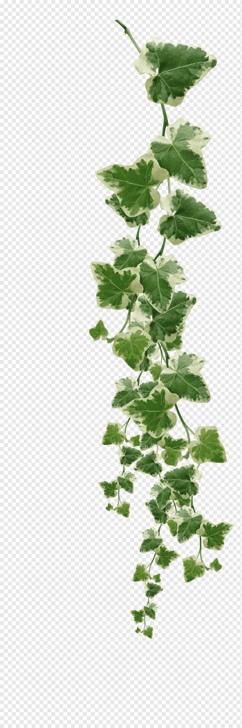 Common ivy Vine Muscadine grape Plant, Vines Plants s, green leaves illustration, leaf, branch, plant Stem png