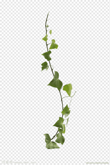 Common ivy Virginia creeper Vine Leaf Plant, Vines are available for free, green vine plants, free Logo Design Template, branch, plant Stem png