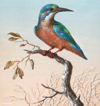 Common Kingfisher bird painting | Free public domain illustration - 2228652 Common Kingfisher bird painting | Free public domain illustration - 2228652