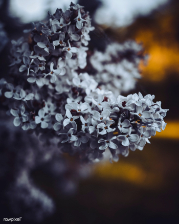 Common lilac flowers in Vaihingen an der Enz,.. | Free stock photo - 426374 Common lilac flowers in Vaihingen an der Enz,.. | Free stock photo - 426374