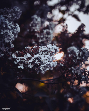 Common lilac flowers in Vaihingen an der Enz,.. | Free stock photo - 426375 Common lilac flowers in Vaihingen an der Enz,.. | Free stock photo - 426375