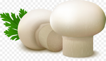 Common mushroom Food Fungus - White delicious mushroom Common mushroom Food Fungus - White delicious mushroom