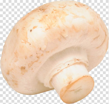 Common mushroom Fungus Vegetable Market garden, champignon transparent background PNG clipart