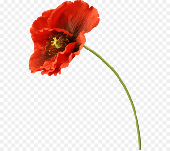 Common poppy Clip art Portable Network Graphics Image - poppy 