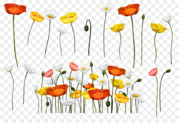 Common poppy Flower Painting Papaver somniferum - flower Common poppy Flower Painting Papaver somniferum - flower