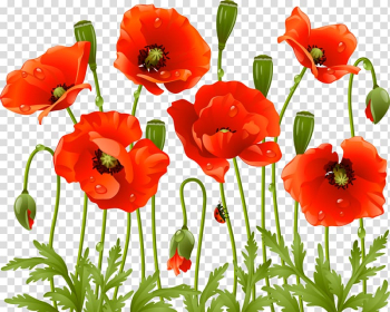 Common poppy Flower , poppy transparent background PNG clipart