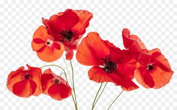 Common poppy Flower Remembrance poppy - poppies 
