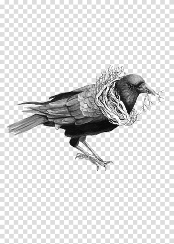 Common raven Bird Drawing Illustration, crow transparent background PNG clipart Common raven Bird Drawing Illustration, crow transparent background PNG clipart