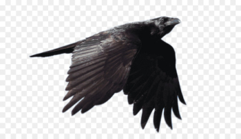 Common raven Bird Portable Network Graphics Clip art Image - bird 
