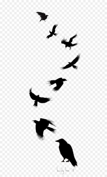 Common raven Bird Tattoo Drawing Flight - Ink Crow Common raven Bird Tattoo Drawing Flight - Ink Crow