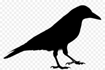 Common raven Crow Clip art Vector graphics Bird - Common raven Crow Clip art Vector graphics Bird -