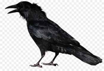 Common raven Portable Network Graphics Crow Transparency Image - crow 