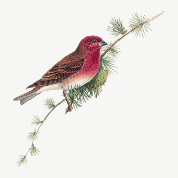 Common Rose Finch bird, vintage | Free PSD Illustration - rawpixel Common Rose Finch bird, vintage | Free PSD Illustration - rawpixel