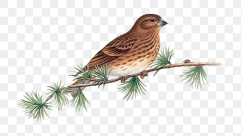 Common Rose Finch png bird | Free PNG Illustration - rawpixel Common Rose Finch png bird | Free PNG Illustration - rawpixel