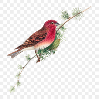 Common Rose Finch png bird | Free PNG Illustration - rawpixel Common Rose Finch png bird | Free PNG Illustration - rawpixel