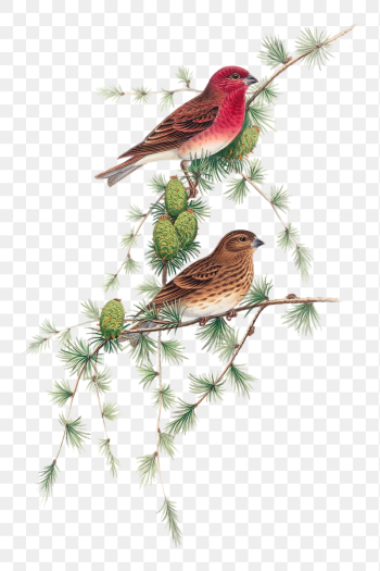 Common Rose Finch png bird | Free PNG Illustration - rawpixel Common Rose Finch png bird | Free PNG Illustration - rawpixel