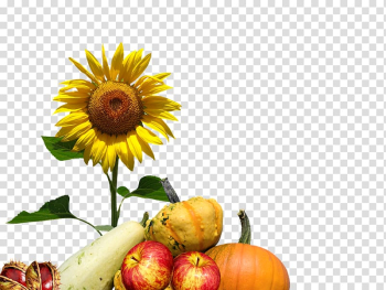 Common sunflower Autumn Floral design, flower transparent background PNG clipart Common sunflower Autumn Floral design, flower transparent background PNG clipart