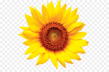 Common sunflower Clip art - sunflower 