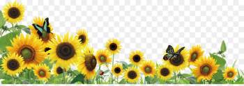 Common sunflower Clip art - sunflower Common sunflower Clip art - sunflower