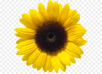 Common sunflower Color - Sunflower PNG Common sunflower Color - Sunflower PNG