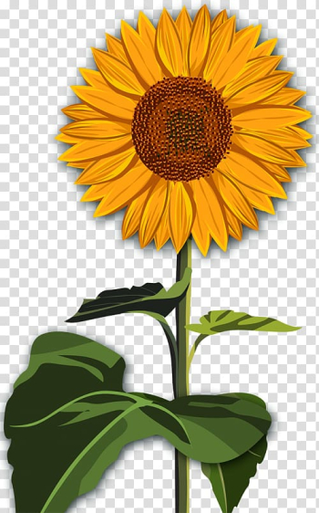Common sunflower Desktop Red sunflower , flower transparent background PNG clipart Common sunflower Desktop Red sunflower , flower transparent background PNG clipart