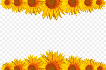Common sunflower Download Computer file - sunflower,background 