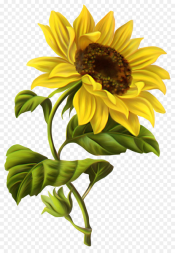 Common sunflower Drawing Illustration - sunflower Common sunflower Drawing Illustration - sunflower