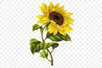 Common sunflower Drawing Sketch - sunflower Common sunflower Drawing Sketch - sunflower