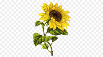 Common sunflower Drawing Sketch - sunflower Common sunflower Drawing Sketch - sunflower