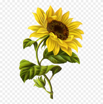 Common Sunflower Drawing Watercolor Painting Clip Art - Sunflower Drawing