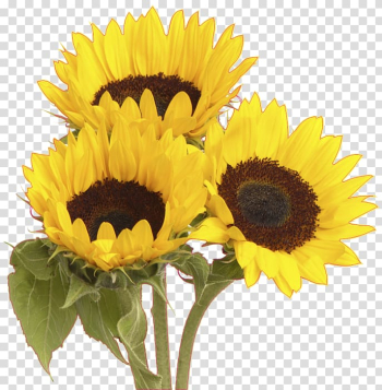 Common sunflower Flower bouquet, flower transparent background PNG clipart Common sunflower Flower bouquet, flower transparent background PNG clipart