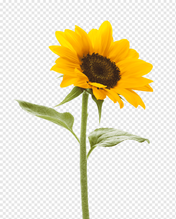 Common sunflower graphy .xchng Color, Sunflower Background, purple, sunflower, plant Stem png