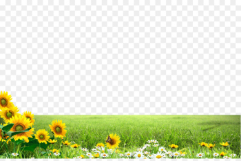 Common sunflower Illustration - Green meadow sunflower border texture 