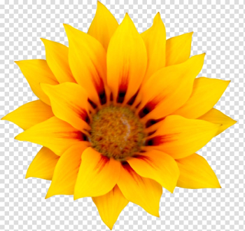 Common sunflower Illustration, Sunflower transparent background PNG clipart Common sunflower Illustration, Sunflower transparent background PNG clipart