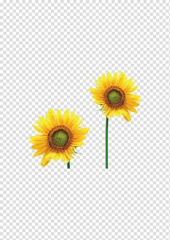 Common sunflower Intellectual disability , sunflower transparent background PNG clipart