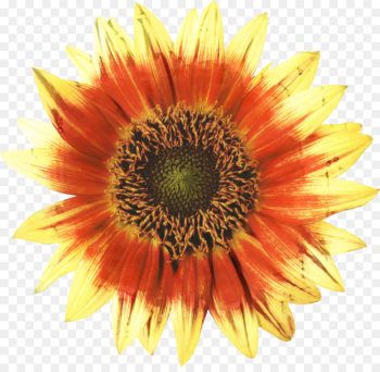Common Sunflower, Painting, Flower, Sunflower PNG Common Sunflower, Painting, Flower, Sunflower PNG