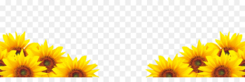 Common sunflower Petal - sunflower Common sunflower Petal - sunflower