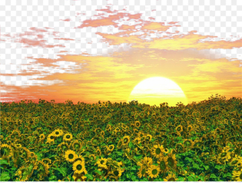 Common sunflower Photography Illustration - Golden sunshine Common sunflower Photography Illustration - Golden sunshine