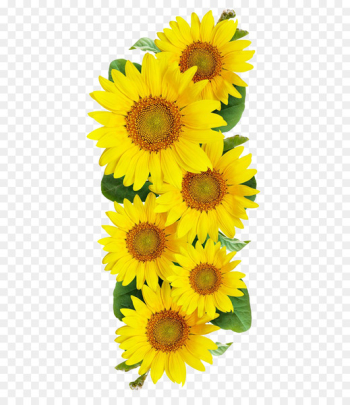 Common sunflower Photography - Sunflower Common sunflower Photography - Sunflower