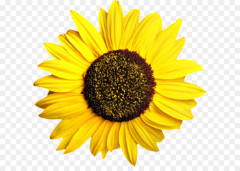 Common sunflower Pixel Computer file - Sunflower PNG Common sunflower Pixel Computer file - Sunflower PNG