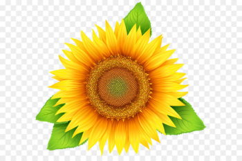 Common sunflower Pixel - Sunflower PNG Clipart Image 