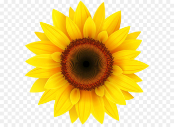 Common sunflower Pixel XCF - Sunflower PNG Clipart Picture 