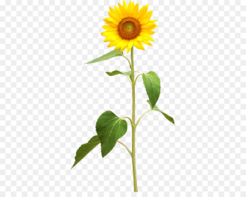 Common sunflower Plant stem Stock photography - sunflower Common sunflower Plant stem Stock photography - sunflower