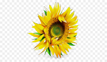 Common Sunflower, Pollen, Sunflower Seed, Sunflower, Flower PNG Common Sunflower, Pollen, Sunflower Seed, Sunflower, Flower PNG