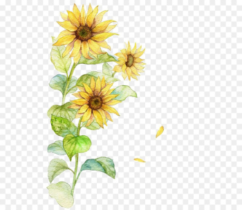 Common sunflower Poster - Watercolor Sunflower Common sunflower Poster - Watercolor Sunflower