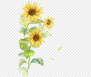 Common sunflower Poster, Watercolor Sunflower, yellow sunflowers painting, watercolor Painting, watercolor Leaves, ink png