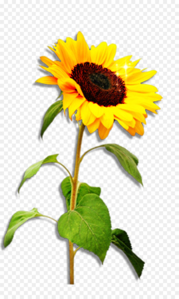 Common Sunflower, Stock Photography, Royaltyfree, Flower, Sunflower PNG