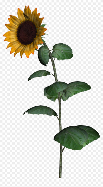 Common Sunflower Sunflower Seed Clip Art - Common Sunflower Sunflower Seed Clip Art Common Sunflower Sunflower Seed Clip Art - Common Sunflower Sunflower Seed Clip Art