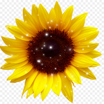 Common Sunflower, Sunflower Seed, Download, Sunflower, Flower PNG