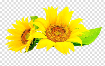 Common sunflower Sunflower seed , flower transparent background PNG clipart Common sunflower Sunflower seed , flower transparent background PNG clipart